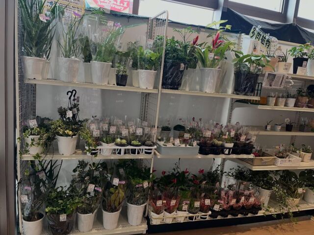 おはようございます😊
3月13日(木)9時オープンしました!

昨日はお休みをいただき、出荷者の方のお力をかり店内外の清掃を行いました🧹

🪴木曜日は観葉植物入荷の日🪴
お野菜🥦🥬🧅🍅
いちご🍓
たくさん入荷しております😊

本日もご来店お待ちしております😊

#道の駅しろいし
#白石町