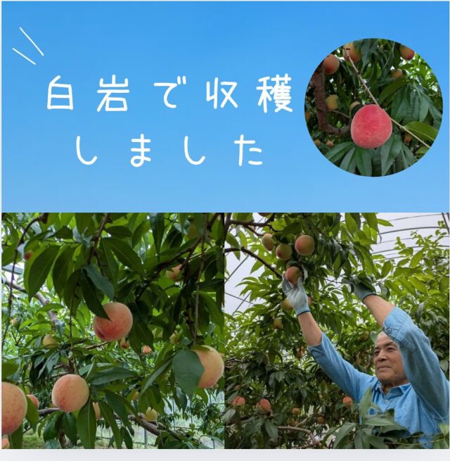 白石町白岩地区の
桃の🍑収穫が始まりました〜🍑

ぜひご賞味ください😊

#道の駅しろいし
#白石町