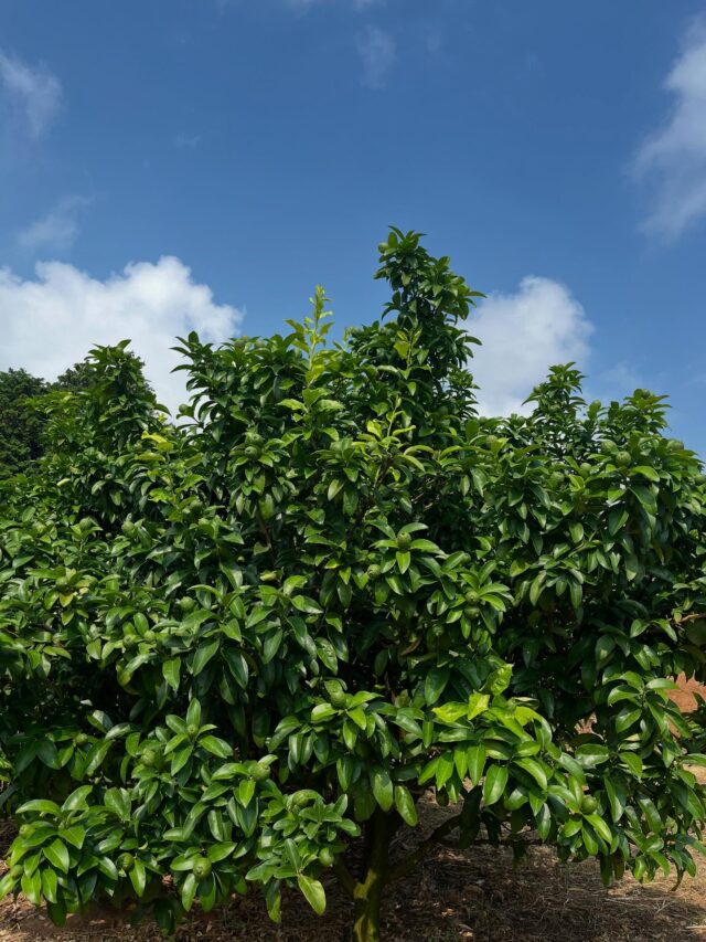 今日の白岩⛰️
朝からいいお天気☀️暑いです💦😂

久々にお邪魔したら
レモン🍋（璃の香）成長中✨

9月下旬ごろには収穫できるかなぁとお話しされました🍋
お楽しみに〜✨

昨日📺テレビで最高気温ランキングが💦佐賀県白石町６番目☀️
暑かったはずです。
ホントに危険な暑さです⚠️

自分の体調最優先で過ごしましょう😊

#道の駅しろいし