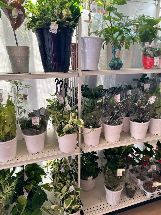 おはようございます☀️
7月10日（木）9時オープンしました✨

木曜日は「観葉植物🪴入荷の日」

スイートコーン🌽
少量入荷しましたが、完売しました🙇‍♀️

【7月10日は
　オイルフィルターの日】
日付は「710」という数字を180度回転させることで英単語の「OIL」（オイル）となることから。自動車の適正な整備状態を保つための機能部品であるオイルフィルターの定期的な交換の必要性を自動車に乗るすべての人に知ってもらい、定期的な交換をしてもらうことが目的。

暑い日も車の中では快適に過ごせます🚗自分のメンテナンスも必要ですが、車のメンテナンスも必要です😊長く乗るためにもこまめなメンテナンスを心がけたいものです😊🚗✨

暑くなりそうですが
熱中症に気をつけてお過ごしください😊

本日もご来店お待ちしております😊

#道の駅しろいし
#白石町