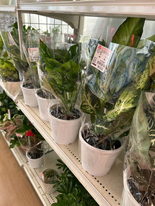 おはようございます☀️
7月17日(木)9時オープンしました！

木曜日は観葉植物🪴入荷の日🪴

昨日は定休日をいただき、普段できないところの掃除🧹をしました✨
スッキリした気分で
本日も元気に営業してます😊

ご来店お待ちしております😊

#道の駅しろいし
#白石町
