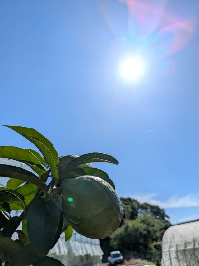白石町産レモン🍋「璃の香」の
　　　　愛称お披露目会
愛称は【璃の雫（りのしずく）】

よろしくお願いいたします🍋

#道の駅しろいし
#璃の雫