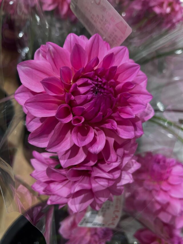 こんにちは☀️
12月15日（月）
9時より元気に営業してます😊

🪷贈答用の宅配蓮根受付中🪷
ご来店の際はお時間に余裕をもってご来店ください😊

本日もご来店お待ちしてます😊

#道の駅しろいし