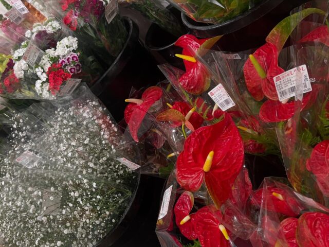 おはようございます☀️
1月17日（土）9時オープンしました！

今朝も霧が深かったです🌫️
日中は気温も上がる予報です☀️

☕️本日1月17日（土）
2階会議室にて、
佐賀農業高校生による
「ケーキカフェ」が開催されます☕️🍰
ぜひお越しください😊

本日もご来店お待ちしてます😊

#道の駅しろいし