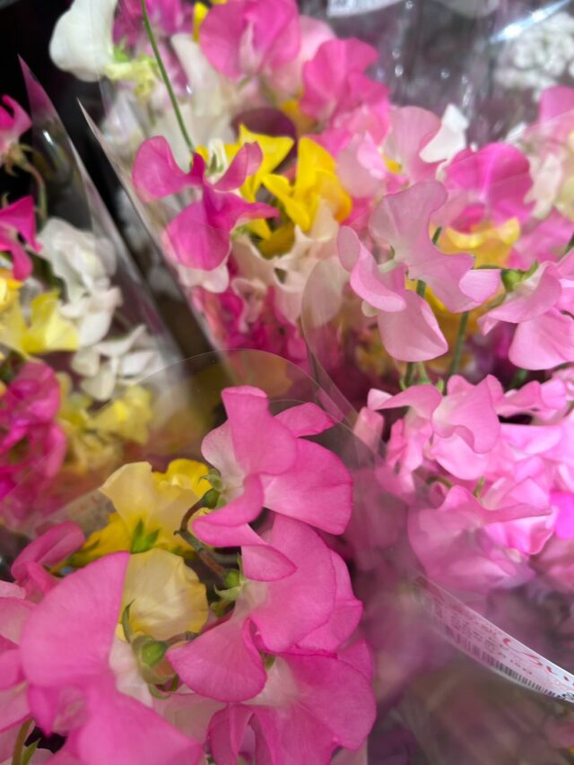 おはようございます😊
1月16日（金）9時オープンしました！

【1月16日は閻魔参り・閻魔賽日】
仏教では1月16日と7月16日を「閻魔参り」または「閻魔賽日」という。

地獄の釜の蓋が開いて、鬼も亡者も責めの苦から免れ、休む日とされている。
この日に寺院の閻魔堂にお参りする人が多い。

閻魔さまも休みたいよね〜😊
無理せず休憩、お休みしましょう！

本日もご来店お待ちしてます😊

#道の駅しろいし
#白石町