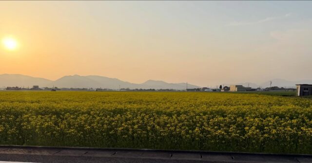 おはようございます😊
3月28日（土）9時オープンしました！

1枚目2枚目の写真は昨日の夕方撮影した
「菜の花ファーム」さんの菜の花です🌼
だいぶ咲いてきましたよ🌼

お野菜、いちご🍓
たくさん出荷されてます😊

🙇‍♀️2階レストランは本日臨時休業させていただきます🙇‍♀️🙇‍♀️🙇‍♀️

1階、もんごもんご市場、キッチンつ〜つらつ〜、お惣菜コーナーは、今日も元気に営業してます💪🏻

ご来店お待ちしてます😊

#道の駅しろいし