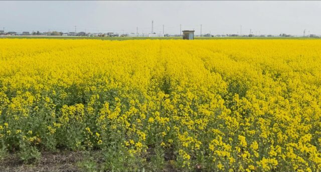 おはようございます😊
4月2日（木）9時オープンしました！

木曜日は🪴観葉植物🪴入荷の日🪴

白石町内の菜の花🌼満開に近いです🌼
窓を開けて花の香りも楽しんでくださいね😊

本日もご来店お待ちしてます😊

#道の駅しろいし