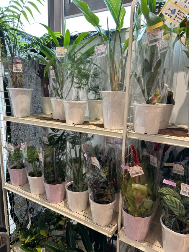 おはようございます😊
4月9日（木）9時オープンしました！

雨が降りだしました☔️
少し肌寒く感じます。

木曜日は
🪴観葉植物🪴入荷の日🪴

暑くなったり、寒くなったりで体調管理が難しい時期ですが、無理せず過ごしましょう！

本日もご来店お待ちしてます😊

#道の駅しろいし