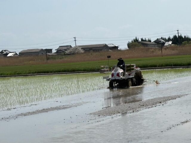 【🎋田植え】

🎋コシヒカリ🎋の
田植えが始まりました🌾

旧暦の七夕頃
8月上旬に新米が食べれます🍙

#道の駅しろいし
#コシヒカリ