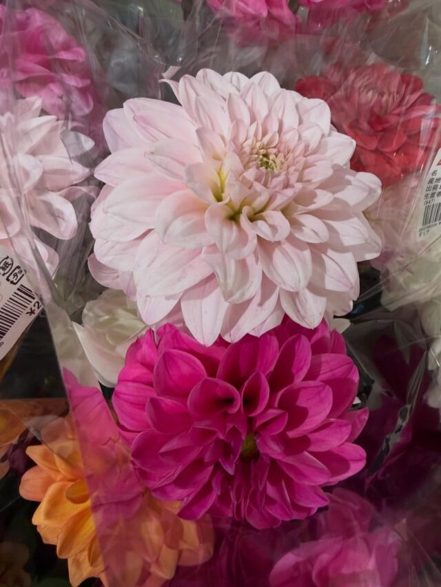 おはようございます😊
4月6日（月）9時オープンしました！

【4月6日は自然療法の日】
健康の維持、健康の促進のために身近なものを活用したり、取り入れることで免疫力を高めようと制定。
日付は自然療法士の資格制度が始まった1995年（平成7年）4月6日にちなんで。自然療法士とは、
英語で「Natural Therapist」
（ナチュラルセラピスト）、または
「Naturopath」（ナチュロパス）といい、西洋医学による薬や手術を行わずに心と身体をケアする自然療法を行う専門家のこと。
その人が持っている自然治癒力を引き出したり、サポートをしたりすることで、東洋医学、アロマセラピー（芳香療法）、リフレクソロジー（反射療法）、心理療法が用いられる。

バランスよく食べ
よく動き、よく寝て免疫力を高めましょう！

※本日4月6日より4月30日の期間、
2階レストランはリニューアルオープン準備のため、休業します🙇‍♀️

本日もご来店お待ちしてます😊

#道の駅しろいし