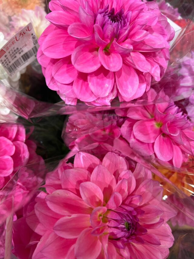 おはようございます☀
4月11日（土）9時オープンしました！

お野菜🥬🍅🥒
いちご🍓🍓
たくさん出荷されてます✨

本日もご来店お待ちしてます😊

#道の駅しろいし