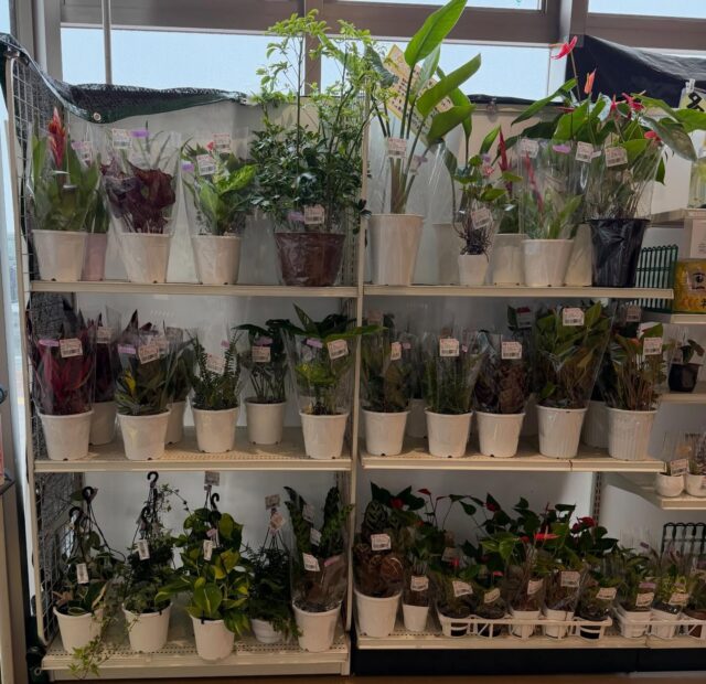 おはようございます😊
4月23日（木）9時オープンしました！
雨になりました☔

木曜日は🪴観葉植物🪴入荷の日🪴

お花🌸
お野菜🧅🥬🥒🍅
いちご🍓🍓🍓
お惣菜、出荷されてます😊

雨で店内外、滑りやすくなってますのでご来店の際はお気をつけてお越しください😊

#道の駅しろいし