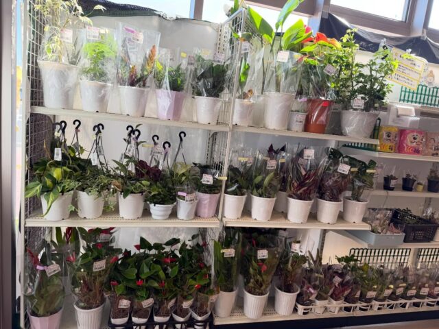 4月16日（木）
元気に営業してます✨

昨日は定休日をいただき
店内外の清掃や売り場の配置変更などやってました😊✨
ちょっとだけ場所移動してます✨

木曜日は観葉植物🪴入荷の日🪴

写真は朝の状況です🙏🏻💦

本日もご来店お待ちしてます😊

#道の駅しろいし