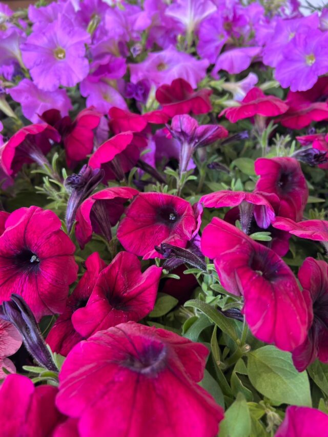 おはようございます☀️
4月21日（火）9時オープンしました！

黄砂で⛰️山は霞んでます。
風もあるから飛んできてますね💦

佐賀農業高校のお花🌸が入荷してます🌼

お野菜🧅🍅🥒🥬
いちご🍓🍓🍓たくさん入荷してます😊

本日もご来店お待ちしてます😊

#道の駅しろいし