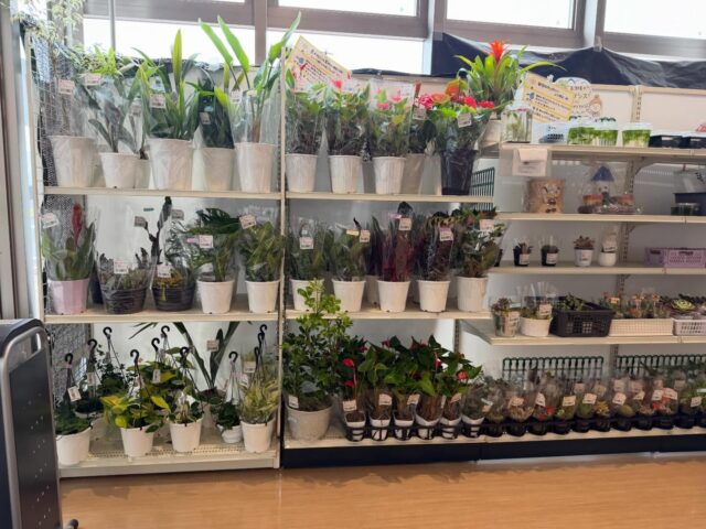 おはようございます😊
4月30日（木）9時オープンしました！

木曜日は🪴観葉植物🪴入荷の日🪴

雨の影響で店内外、滑りやすくなってますので、お気をつけてください。

本日もご来店お待ちしてます😊

#道の駅しろいし