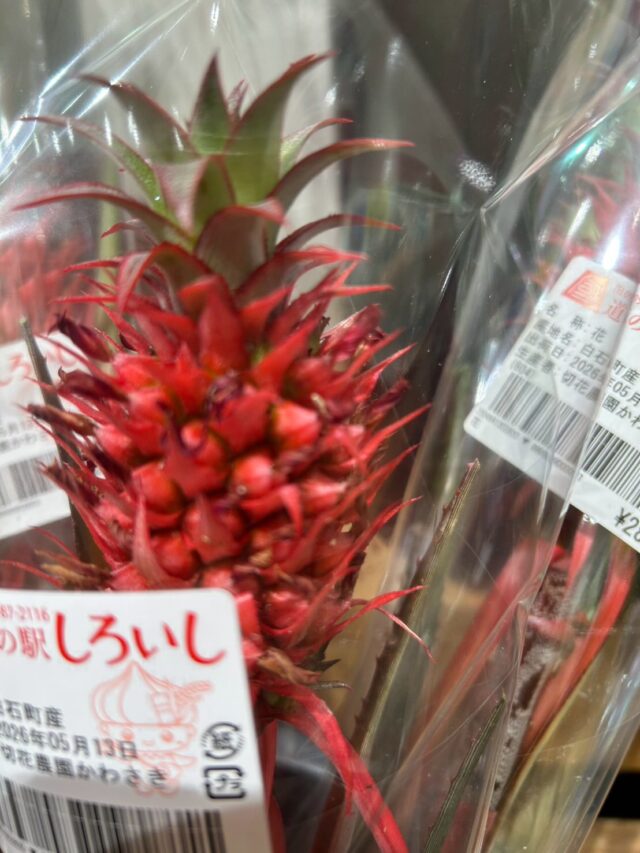 おはようございます☀
5月13日（水）9時オープンしました！

今が旬の『ヤングコーン🌽』
どがんやって食べると？と聞かれることが多くなってきました🌽

簡単ですがレシピ作成しましたのでご参考にしてください😊

本日もご来店お待ちしてます😊

#道の駅しろいし