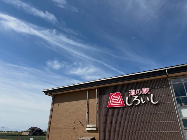 おはようございます☀
5月9日（土）9時オープンしました！
いいお天気☀️

スイートコーン🌽
少しですが、入荷してます🌽
まだまだ出始めで出荷量が少ないです💦
申し訳ございませんが、お電話でのお取り置きはしておりません🌽🙏🏻🙇‍♀️

蓮根🪷いちご🍓の出荷量もだんだん減ってきてます。
お早目にお越しください😊

本日もご来店お待ちしてます😊

#道の駅しろいし
