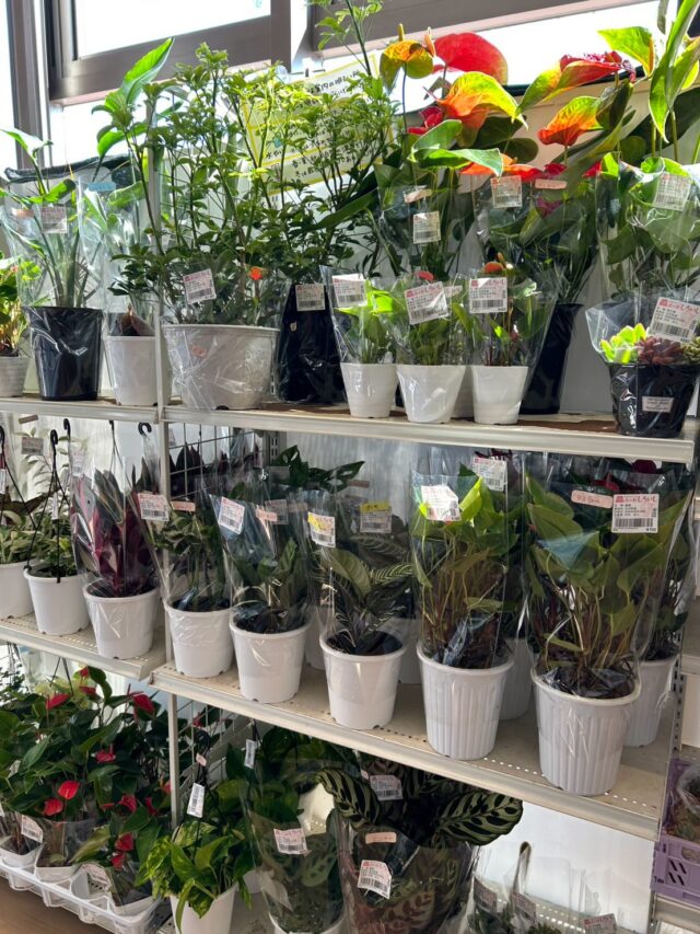 おはようございます☀
5月14日（木）9時オープンしました！

木曜日は🪴観葉植物🪴入荷の日🪴

いいお天気です☀️
お出掛けついでに是非お立ち寄りください😊

本日もご来店お待ちしてます😊

#道の駅しろいし