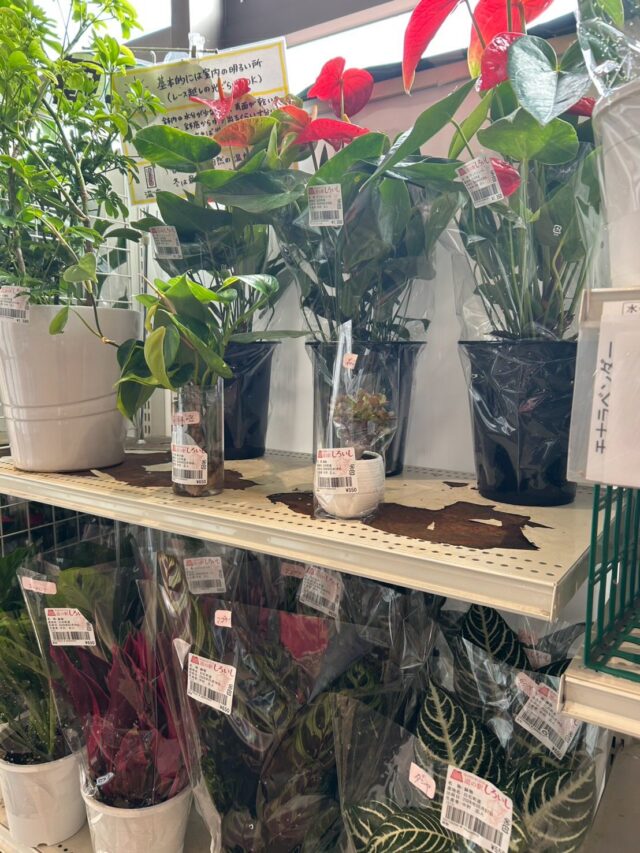 おはようございます😊
5月28日（木）9時オープンしました！

木曜日は🪴観葉植物🪴入荷の日🪴

スイートコーン🌽
お野菜🥬🥒🍅
出荷されてます😊

本日もご来店お待ちしてます😊

#道の駅しろいし