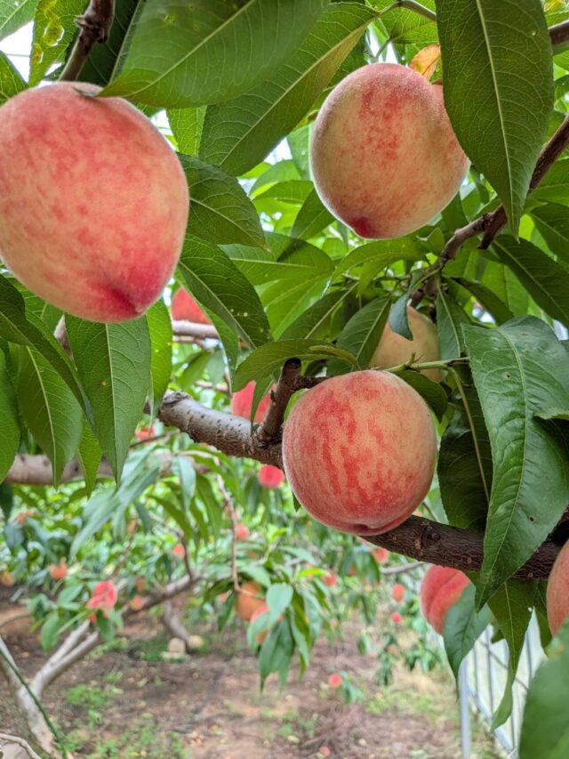【白石町白岩地区
　　桃🍑の収穫が始まりました🍑】

申し訳ございません
本日分は完売しました🙏🏻🙇‍♀️

🍑収穫でき次第お知らせします🍑

#道の駅しろいし
#白岩地区