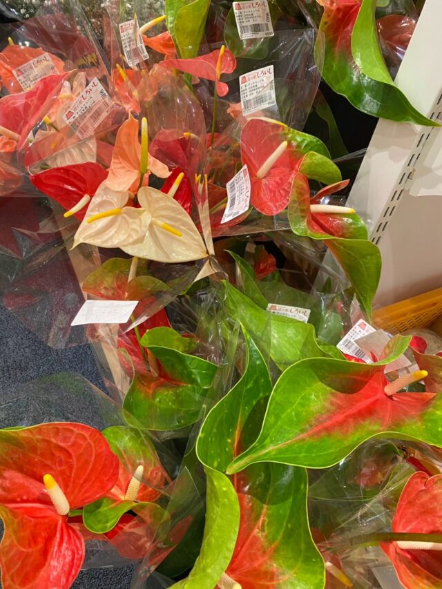 おはようございます😊
6月11日（木）9時オープンしました！

木曜日は観葉植物🪴入荷の日🪴

シソがたくさん入荷してます😊

スイートコーン🌽
たくさん入荷してます🌽

本日もご来店お待ちしてます😊

#道の駅しろいし