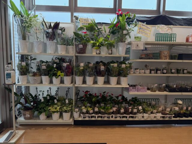 おはようございます😊
6月18日（木）9時オープンしました！

木曜日は観葉植物🪴入荷の日🪴

写真は9時時点の写真です。
スイートコーン🌽
制限なしで販売してます🌽

本日もご来店お待ちしてます😊

#道の駅しろいし