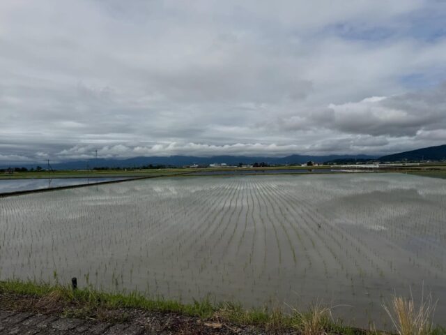 おはようございます。
7月2日（木）9時オープンしました！

昨夜は雨が強く降りました☔️

田植えも終わりつつありますが、雨が多かったです💦

今日から、ぶどう🍇が出始めました🍇

雨の影響で出荷は少なめですが、
本日もご来店お待ちしてます😊

#道の駅しろいし