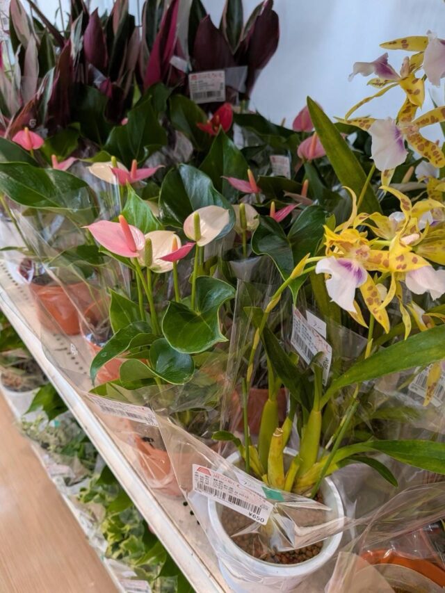 おはようございます☀️
8月20日（木）9時オープンしました！

木曜日は観葉植物🪴入荷の日🪴

熱中症警戒アラート発令中☀️
室内でも熱中症にかかる恐れがありますので注文してお過ごしください😊

本日もご来店お待ちしてます😊

#道の駅しろいし