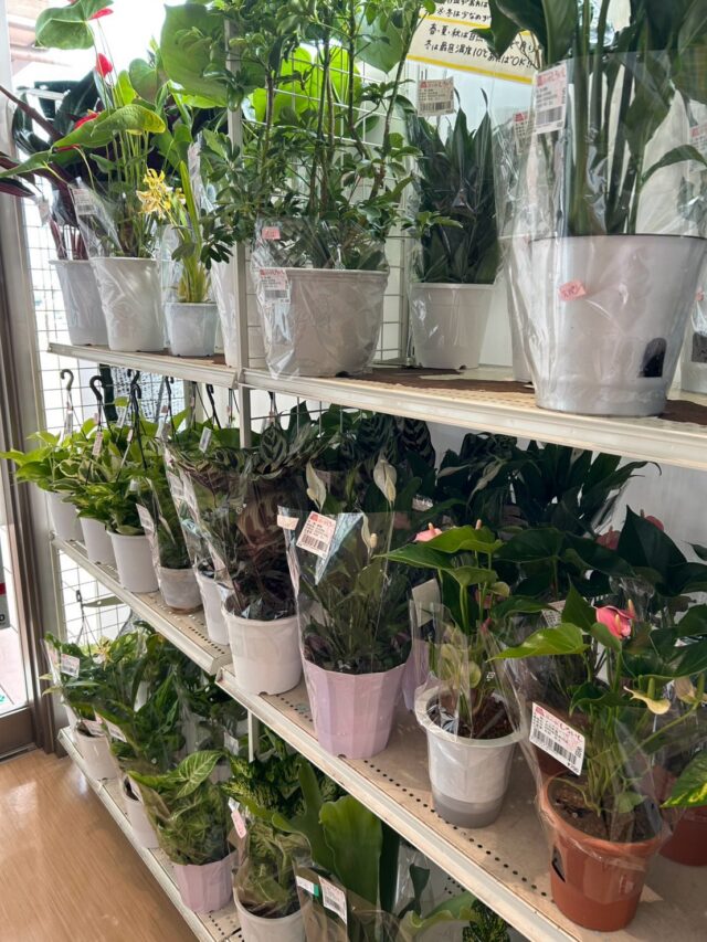 おはようございます☀️
8月27日（木）9時オープンしました！

木曜日は観葉植物🪴入荷の日🪴

昨日の夕方雲行きが怪しく、夕立ちくるかなぁ？くらい思ってました。
虹が🌈でたりしてましたが、まさかのゲリラ豪雨⚡️☔️
雷苦手な私💦怖かった〜😭

今日も熱中症警戒アラート発令中⚠️
体調管理に気を付けてお過ごしください！

本日もご来店お待ちしてます😊

#道の駅しろいし