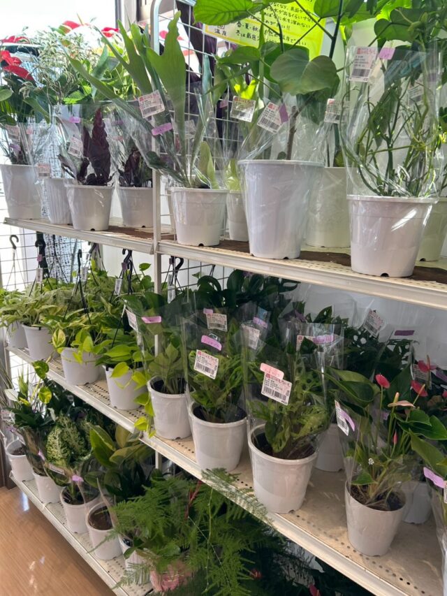 おはようございます😊
9月17日（木）9時オープンしました！

木曜日は🪴観葉植物🪴入荷の日🪴

昨日は定休日を利用して店内外の清掃でした。
ピカピカになったはずです😊✨

本日もご来店お待ちしてます😊

#道の駅しろいし
