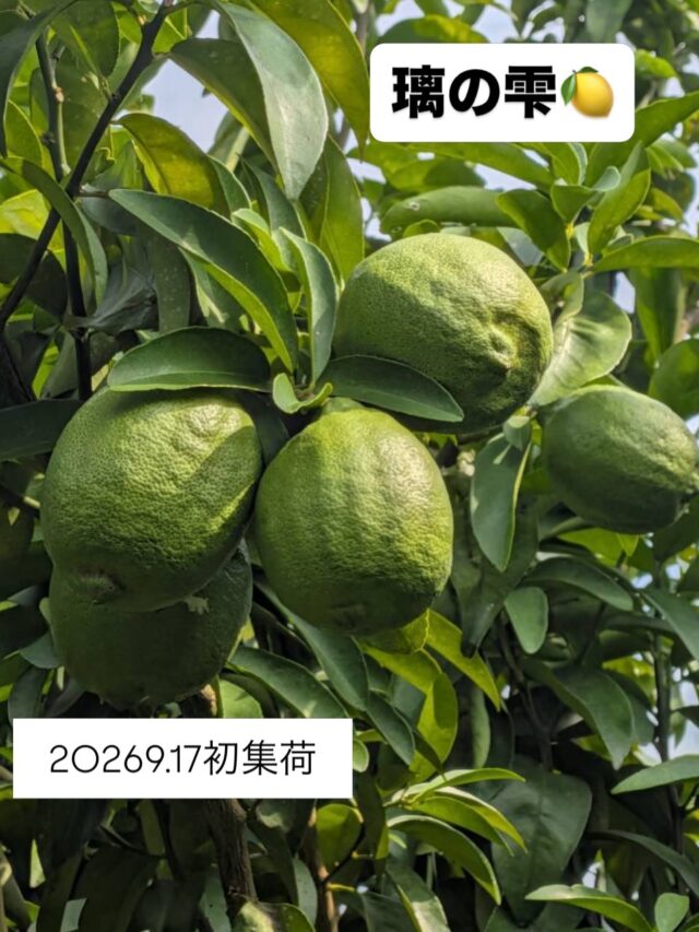 【9月17日　
　白岩地区の璃の雫レモン🍋初集荷】

今年も始まりました🍋
いつもより、実のなり方が少ないように感じます。
今年は暑すぎたからかなぁ？
休憩の年かなぁ？と考えてつつ🍋

レモン🍋の加工品も増えましたので是非ご賞味ください😊

#道の駅