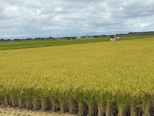 白石町内、新米の刈り取り時期です🌾

写真は9月20日
刈り取りが始まりました✨

刈り取り後には
シラサギが食べ物求めて集まってます😊

新米出荷が楽しみです😊

#道の駅しろいし
#夢しずく