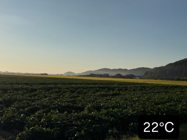 おはようございます☀️
10月7日（水）9時オープンしました！

白石町のとある場所⛰️
清々しい朝の景色☀️
大豆も青々し、
稲🌾も収穫を待ってます🌾

店内、葉物野菜が増えてきました✨

本日もご来店お待ちしてます😊

#道の駅しろいし