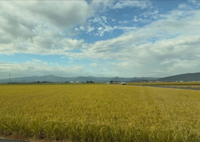 おはようございます😊
10月10日（土）9時オープンしました！

シャンと立った稲🌾たち！
出荷を待ってます🌾
この時期ならではの景色⛰️

お野菜も増えてきました！

※本日、2階レストランは
　臨時休業させていただきます🙇‍♀️

本日もご来店お待ちしてます😊