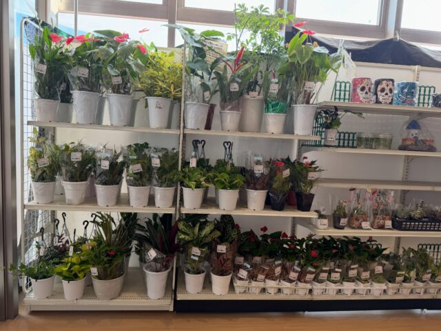 おはようございます😊
10月15日（木）9時オープンしました！

木曜日は🪴観葉植物🪴入荷の日😊

葉物野菜🥬🥦
増えてきましたよ〜
季節の変わり目、お野菜モリモリ食べて体調整えましょう🤗

本日もご来店お待ちしてます😊

#道の駅しろいし