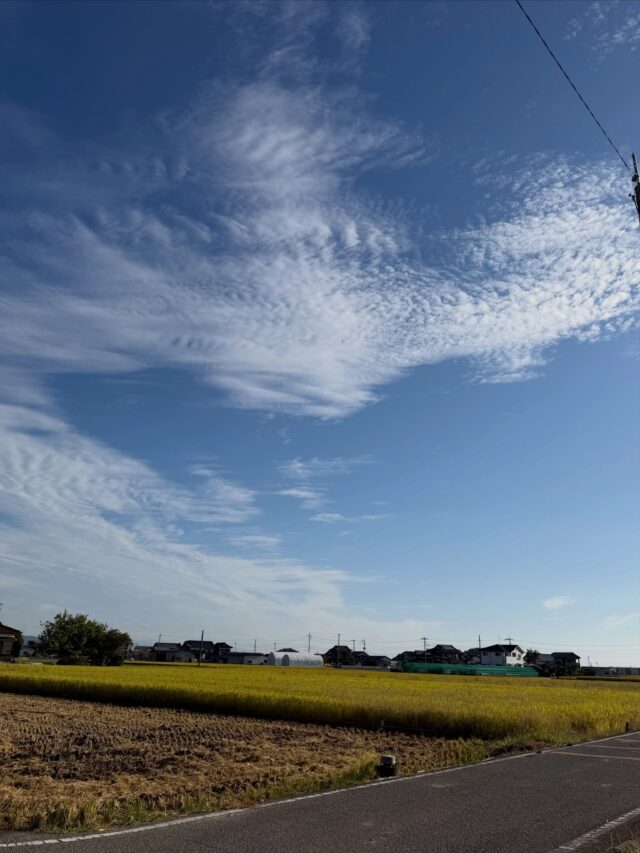 おはようございます☀️
10月22日（木）9時オープンしました！

雨上がりの朝心地よい空気☀️

木曜日は🪴観葉植物🪴入荷の日🪴

お野菜もたくさん出荷されてます🥬🥦

本日もご来店お待ちしてます😊

#道の駅しろいし